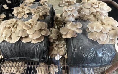 Frank Mann has taken over the sales and transport operations for Forest Fungi